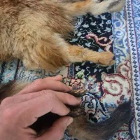 روباه دباغی شده|صنایع دستی و سایر لوازم تزئینی|باقرشهر, |دیوار