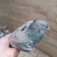 سرور دمسفید