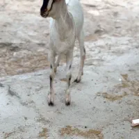 ثلاله قشنگ|حیوانات مزرعه|یزد, |دیوار