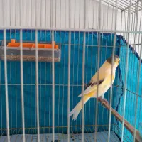 قناری نر مست