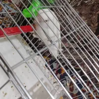 فروش طوطی برزیلی|پرنده|فولادشهر, B1|دیوار