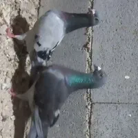 پلاکی مسافتی