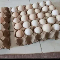 تخم مرغ محلی نطفه دار