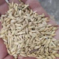 فروش کاه کنسانتره ذورت جو|حراج|سده (خراسان جنوبی), |دیوار