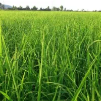 فروش-زمین-کشاورزی