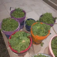 غوره انگور درجه یک