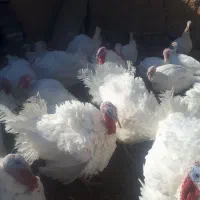 بوقلمون گوشتی