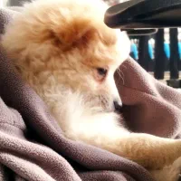 پامر اشمیتز ۲ ماهه