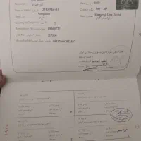 اسب نریون سیلمی سوارکاری .تبارنامه دار|اسب و تجهیزات اسب‌سواری|فولادشهر, C4|دیوار