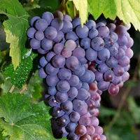 باغ ویلا 60میلیون تومان،اقساط و 100متر زمین رایگان|فروش زمین و ملک کلنگی|خمین, |دیوار