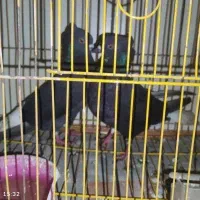 کبوتر  اشعل