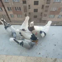 ۶تا طوقی و بدرنگ جوان کفتر نر و ماده