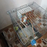 عروس هلندی نر مایه