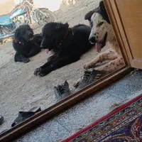 یجفت سگ سیاه یکسالونیمه بته دار