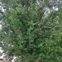 نیازمند کار هستم سرایداری.باغ.ویلا و گلخانه
