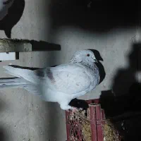 کبوتر|پرنده|اوز, |دیوار