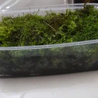 خزه زنده|گل و گیاه طبیعی|گلستان (تهران), |دیوار