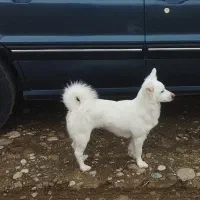 سگ گم شده مژدگانی ۲ ملیون میدم|حیوانات|خرمآباد, |دیوار