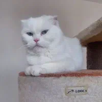 اسکاتیش|گربه|شهریار, شهریار|دیوار