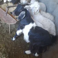 بز و بزغاله