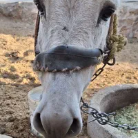 الاغ نرجوان|حیوانات مزرعه|بروجرد, |دیوار