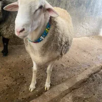 فروش گوسفند قوچ لاکروف چند قلو زای