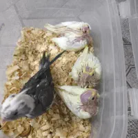 جوجه عروس سرلاکی لوتینو و وایت فیس