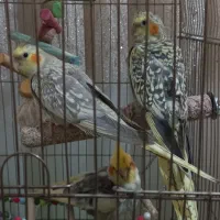 دو جوجه عروس هلندی ۳ ماهه