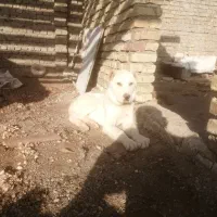 توله ماده واگذار میشود