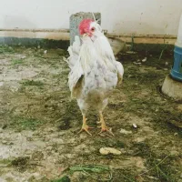 خروس گلین طوسی
