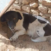 پاکوتاه ماده فروشی