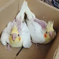 جوجه عروس هلندی
