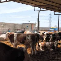 استخدام کارگر افغانی