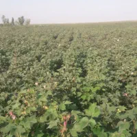 اجاره زمین شالی باچاه عمیق نقد