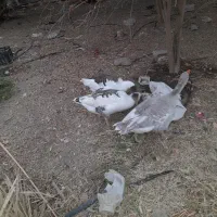 غاز|حیوانات مزرعه|رودان, |دیوار