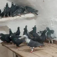 کبوتر جنگل آلمانی و کرمانی|پرنده|فرح دشت, |دیوار