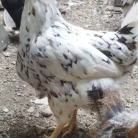 مرغ گلین