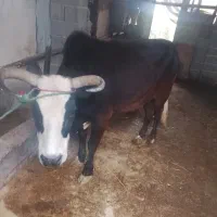 گاو چالوسی ورزا گاو لیشه|حیوانات مزرعه|کوچصفهان, |دیوار