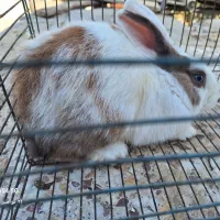 خرگوش بلو|موش و خرگوش|بوشهر, |دیوار