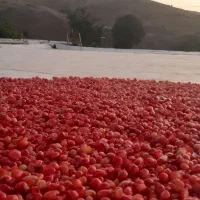 زغال اخته خشک بدون هسته|خوردنی و آشامیدنی|تهران, سلسبیل شمالی|دیوار