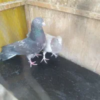 سرور‌پرشی|پرنده|ری, تقی آباد|دیوار