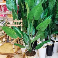 گلدان بابا آدم سایز بزرگ