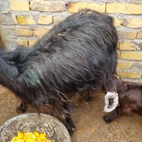 بز و بزغاله|حیوانات مزرعه|تایباد, |دیوار