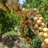 معاوضه-خودرو-شما-با-باغ-کشاورزی-با-سود-دهی-بالا