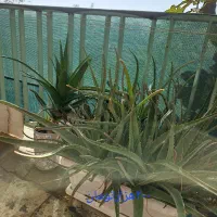 فروش گلدان های کاکتوس