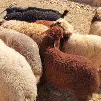 بره پرواری و چاق