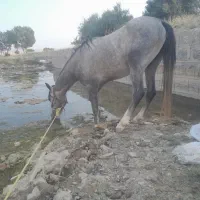 اسب نریان صحیح وسالم