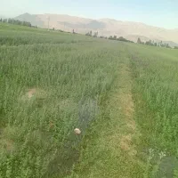 فروش بذر یونجه پایه بلند ودرجه یک