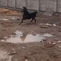 ۲تا مادیون و دوتا کره