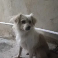 سگ پامر معاوضه با دوچرخه ۲۶